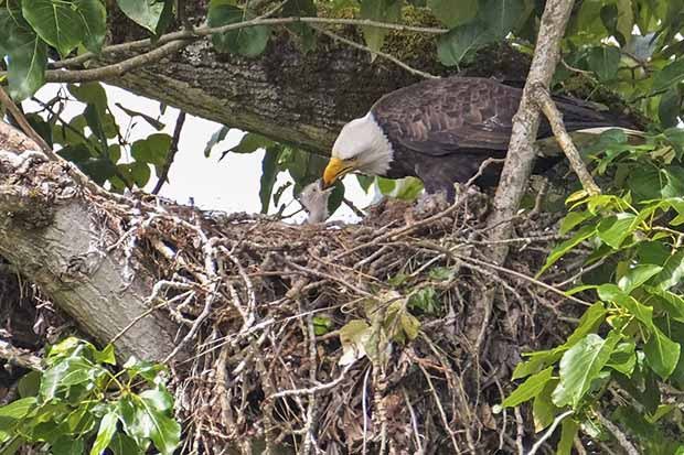 An Eagle feeds one of her eaglets in a nest looking high above the Green River and Riverbend Golf Course in Kent last week.