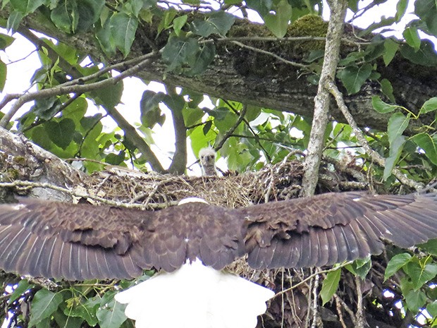 Julene Bailie recently captured a female eagle flying into the 'Riverbend eagle's nest' with one of the eaglets watching. According to Bailie