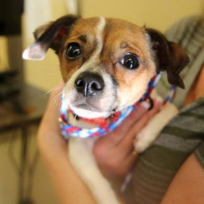 One of the dogs that found a home during Saturday's open house at the King County Pet Adoption Center.