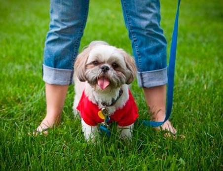 Bring your animal to the Pampered Pet Walk on April 18 in downtown Kent.