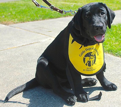 A Guide Dogs of America puppy-in-training at an IAM 751 fundraiser earlier in 2015. Machinists Union District Lodge 751 raised $284