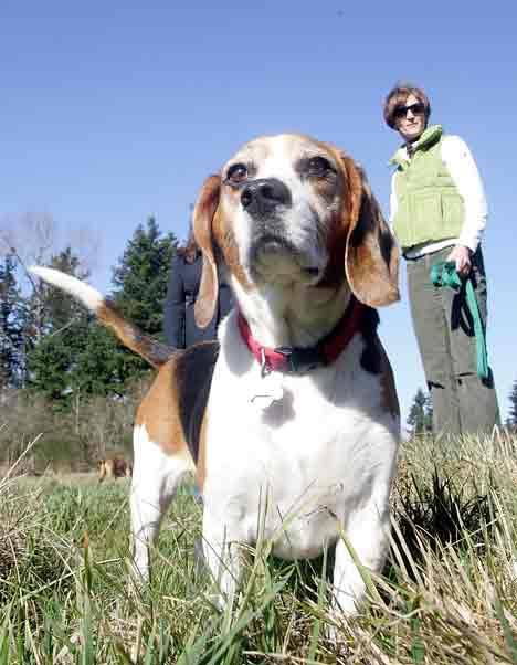 Hank the beagle enjoys time off his leash on a warm day in February while his friend Debbie Herron stands in the background