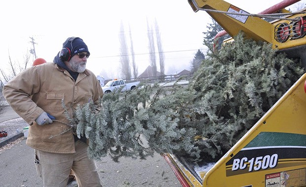 Dee Dobbins puts the tree in the machine for recycling at Service Club Ballfields last Saturday. Local Boy Scout troops collected and recycled Christmas trees in neighborhoods around Kent for donations. The long-running program keeps the trees out of landfills and provides a stockpile of chips for use by Parks Operations to mulch new plants and maintain trails in the city parks system.