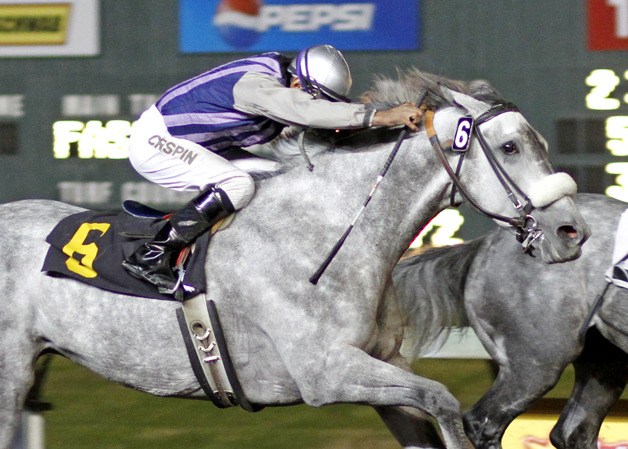 5-year-old gray mare Ghost Tree and jockey Joe Crispin rallied boldly for a neck victory in Friday's featured event for fillies and mares at Emerald Downs.