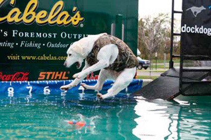 Expect to see a lot of dogs jumping into pools of water during a DockDogs show June 17-19 at Kent Station.