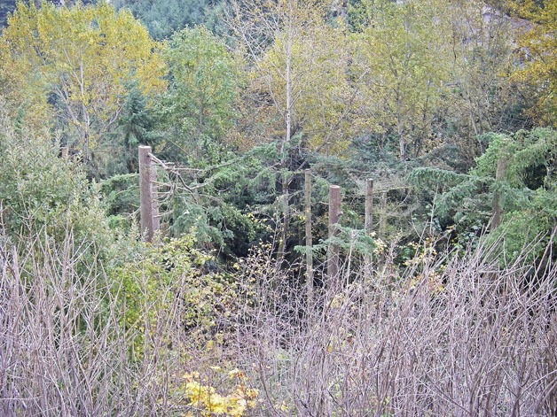 The City of Kent attempts to crack down on the man illegally cutting down the tops of trees.