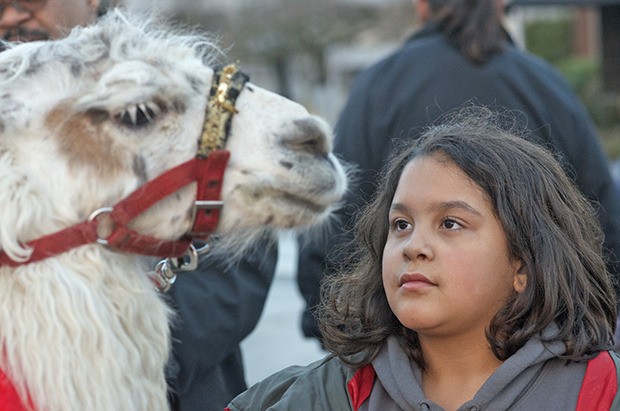 A girl pets an alpaca at last year's Winterfest. The festival returns this Saturday.