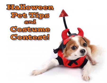 Enter a Halloween online pet costume contest through Regional Animal Services of King County.