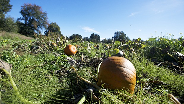 A pumpkin patch lies waiting for harvest at a farm off 78th Avenue South. After a glorious Sunday