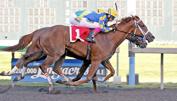 Pippa Bou Peep (No. 1) and jockey Eliska Kubinova score a head victory over Seeking the Light in the $50