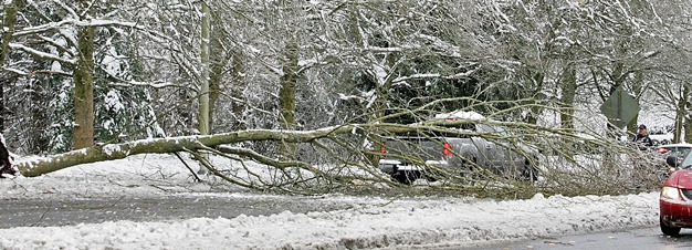 A fallen tree blocks four lanes of West Valley Highway north of James Street Jan. 19 during the ice storm.