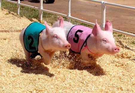 Pig races are one of the many activities at the King County Fair July 14-17 at the Enumclaw Expo Center.