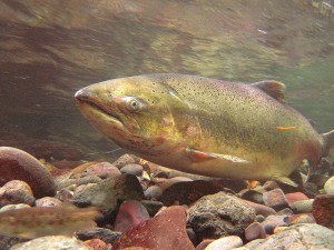 Salmon are expected to have improve habitat along the Green River in Kent with the new Mill Creek Side Channel.