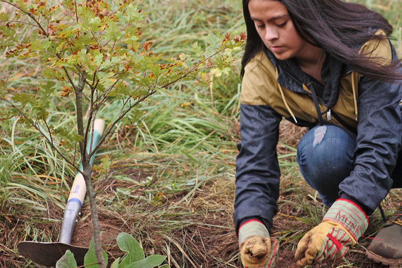 Kent Parks invites volunteers to plant trees at Clark Lake Park