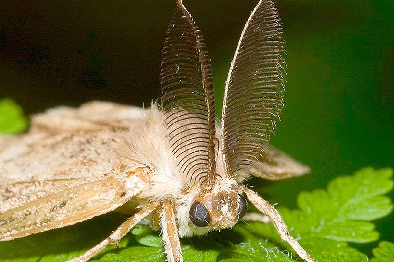 State won’t need to spray for gypsy moths in 2017