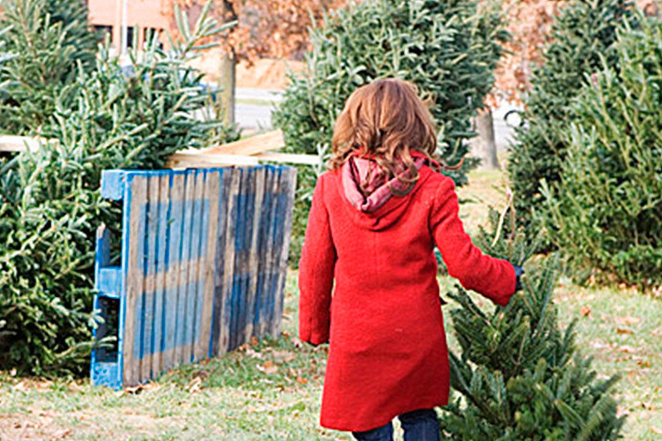 Kent RFA offers holiday tree safety tips