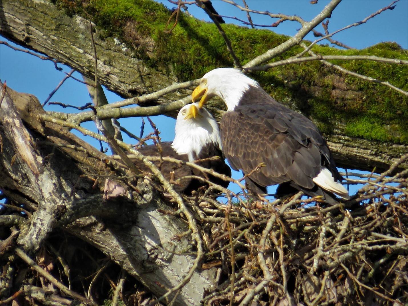 Riverbend Eagles return to nest near Green River in Kent | Kent Reporter