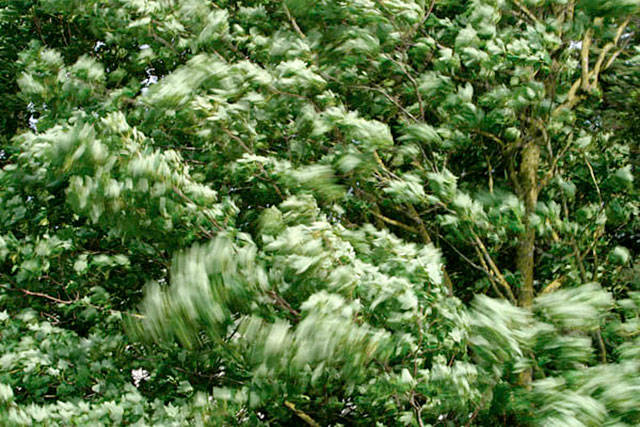 Strong wind could damage trees on Friday.