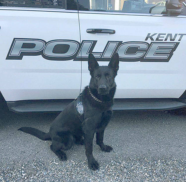 Kent Police add new dog