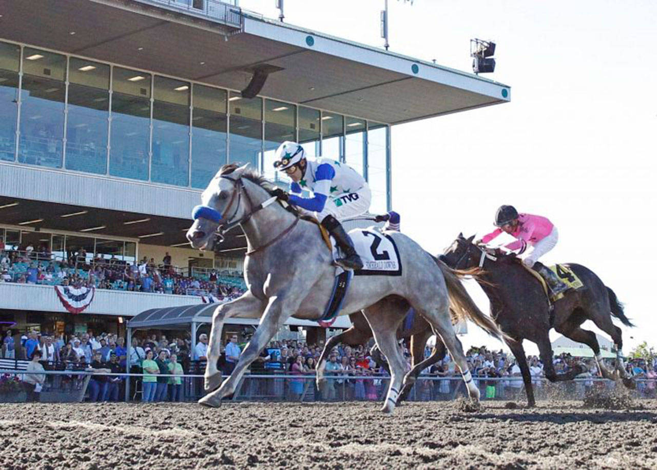 Eswan Flores powers Riser to a solid victory in the $75,000 Emerald Downs Derby for 3-year-old colts and geldings Sunday at Emerald Downs. COURTESY TRACK PHOTO