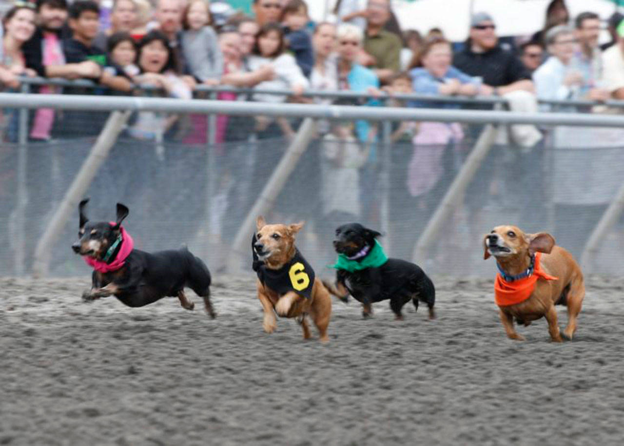 Stakes season to heat up; wiener dogs go to the post Emerald Downs