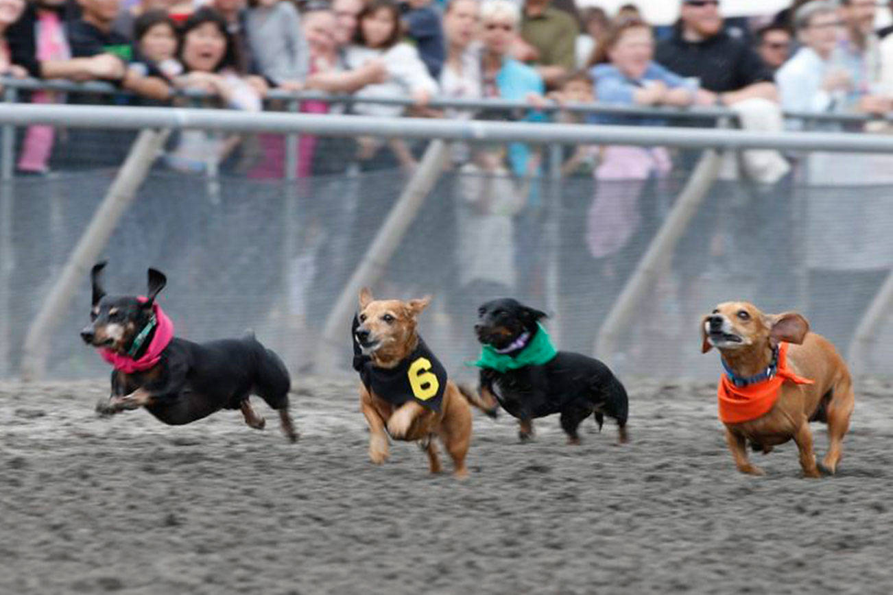 Stakes season to heat up; wiener dogs go to the post | Emerald Downs