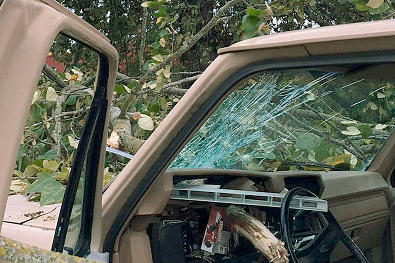 Tree falls into truck during Kent windstorm