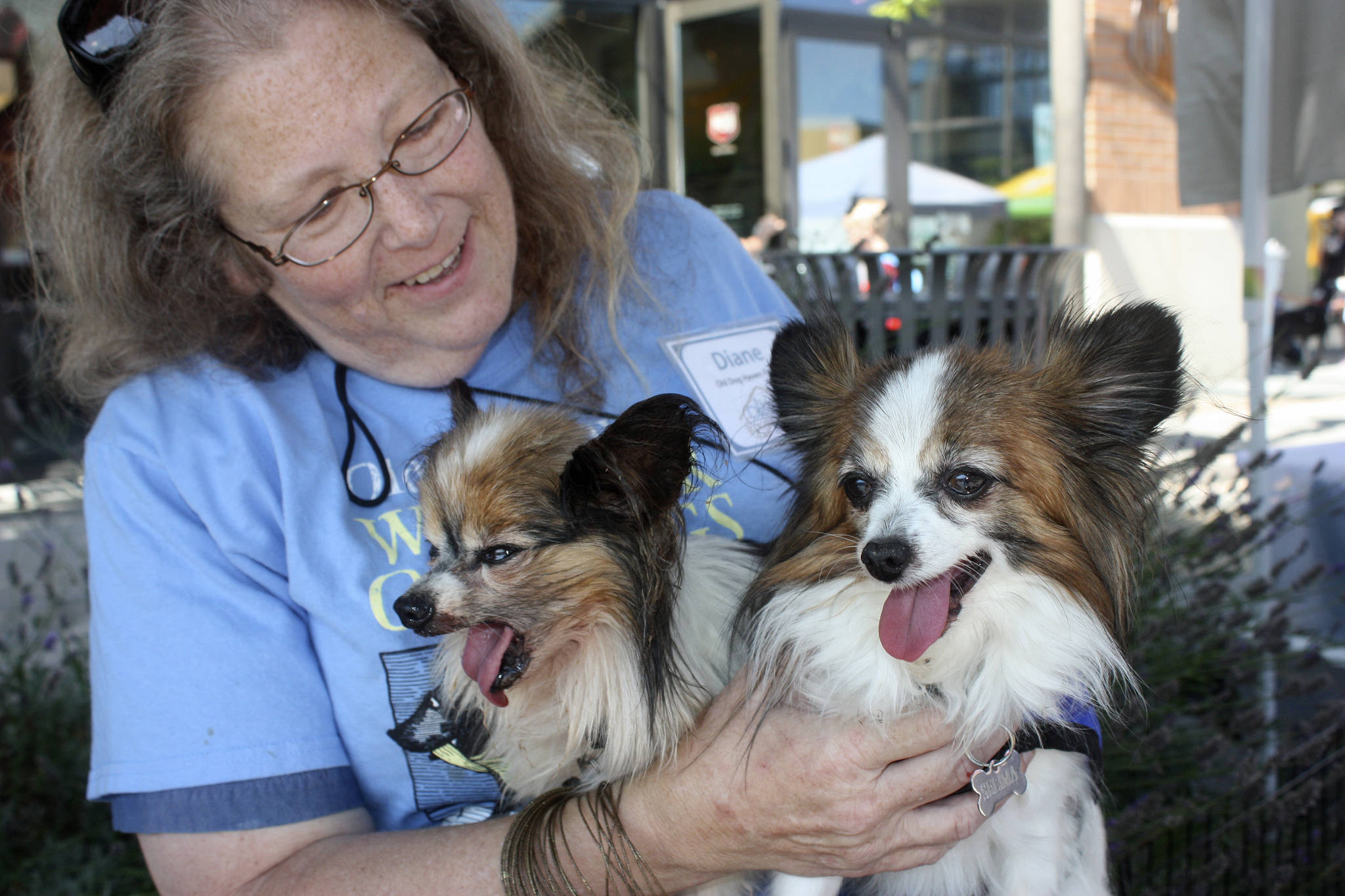 Diane Lee of Old Dog Haven shows off two fostered dogs, Celia Mae, left, and Selima. MARK KLAAS, Kent Reporter