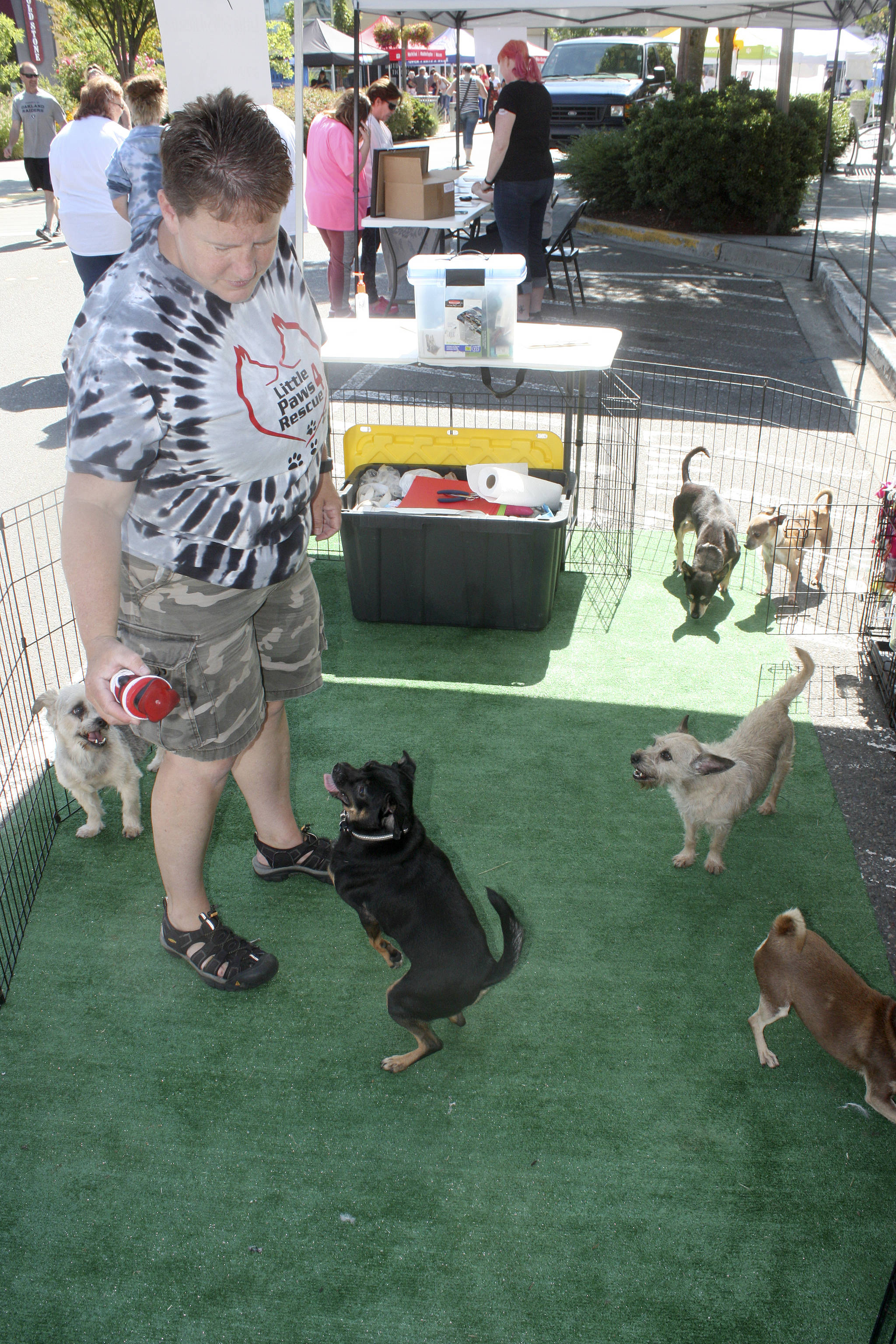 Judy Race, founder and owner of Little Paws 4 Rescue, plays with her adoptable dogs during the event. MARK KLAAS, Kent Reporter