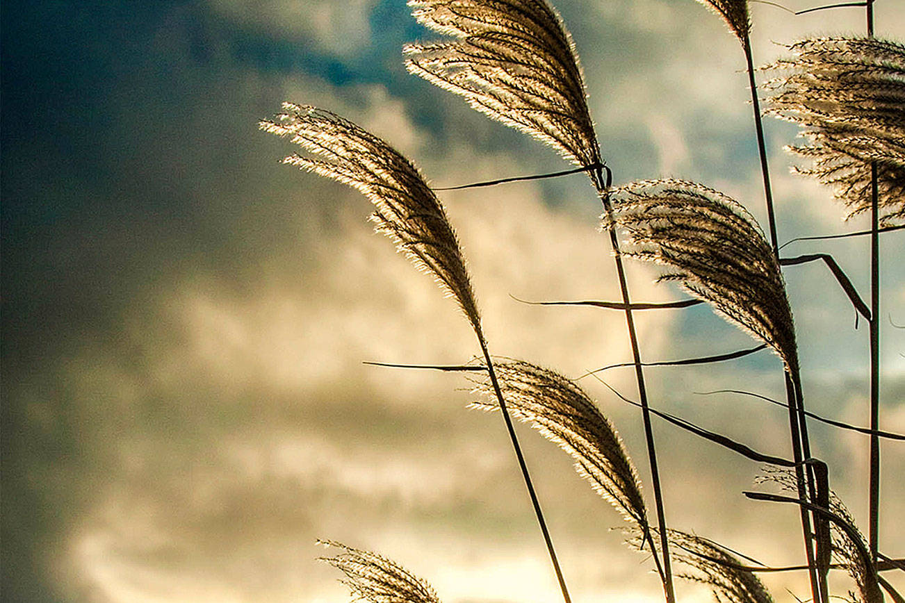 High wind could strike Kent, Seattle, Tacoma and vicinity on Friday