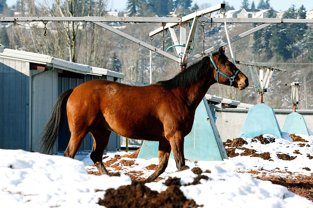 Stables open for winter training at Emerald Downs