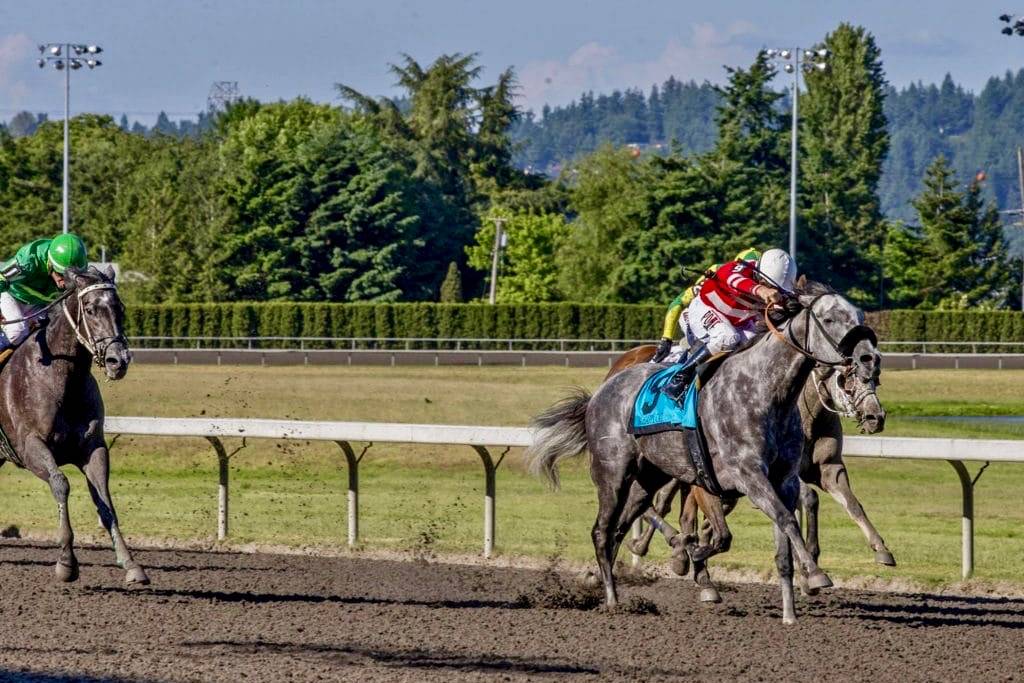 Im A Happy Cat, with Gary Wales up, romps to victory in the Hastings Stakes at Emerald Downs on Monday. COURTESY TRACK PHOTO