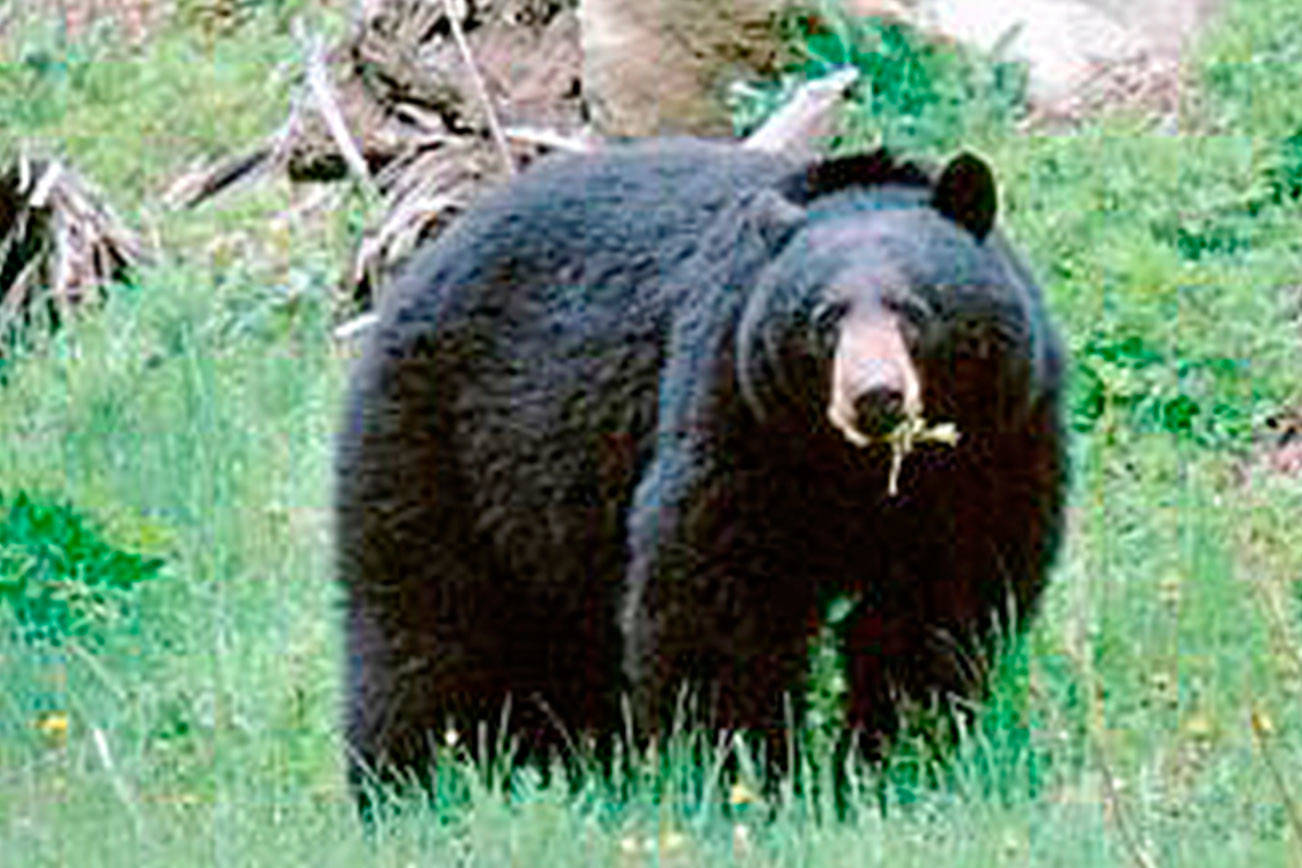 Bear spotted on Kent’s East Hill | Update