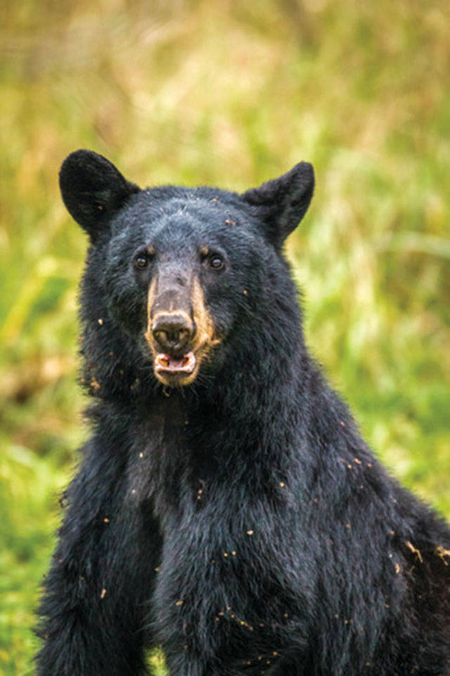 What a black bear looks like. COURTESY PHOTO