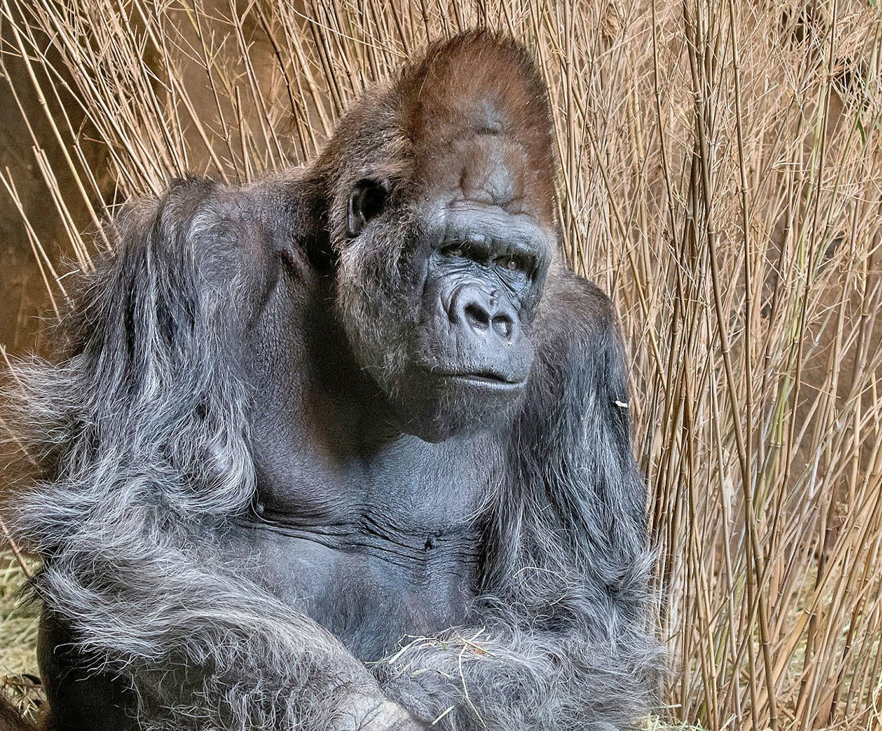 Pete, with his companion Nina, served as “the foundation” of the zoo’s gorilla program when he first arrived in Seattle in 1969. Photo courtesy of Dennis Dow / Woodland Park Zoo