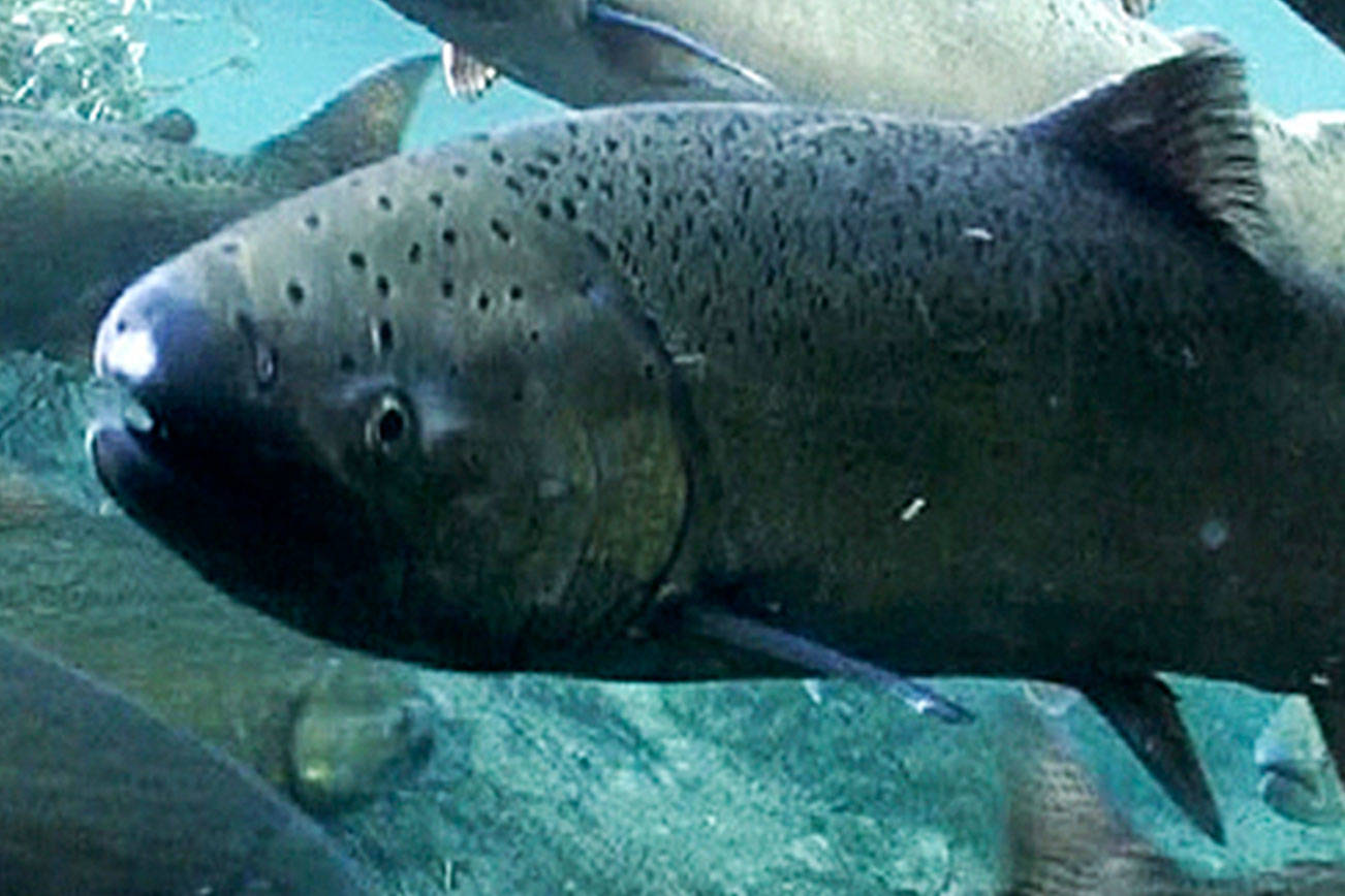 King County Flood District awards $56,378 grant to city of Kent for salmon restoration