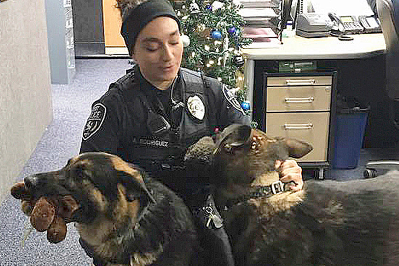 Two lost German shepherds reunited with owners