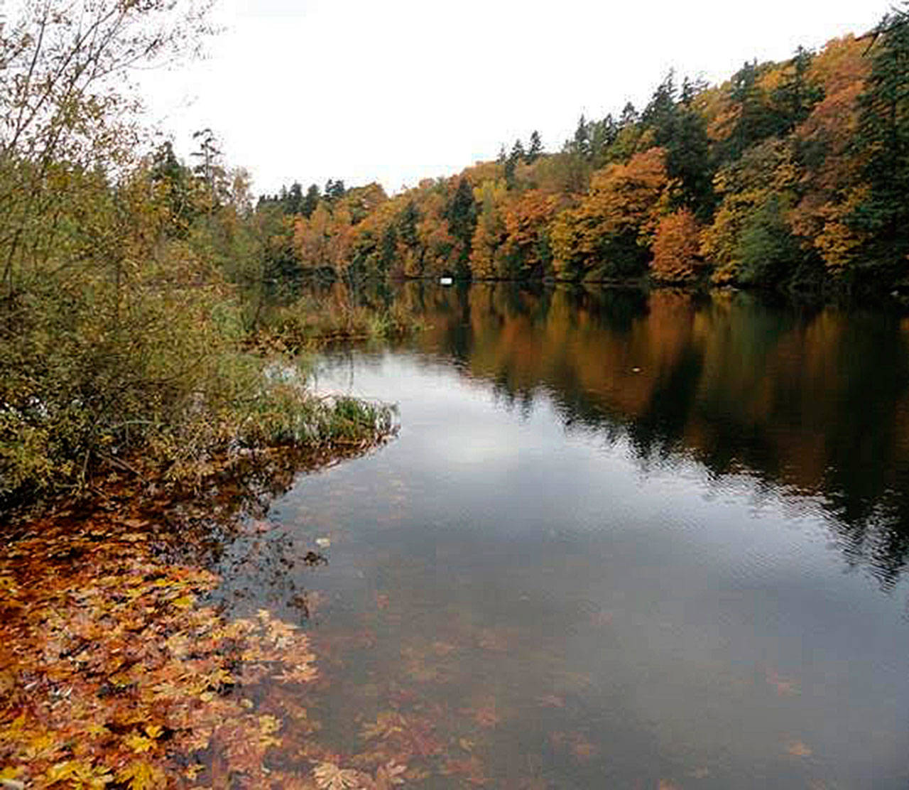 Trees dominate the banks of Lake Fenwick in Kent. COURTESY PHOTO, City of Kent