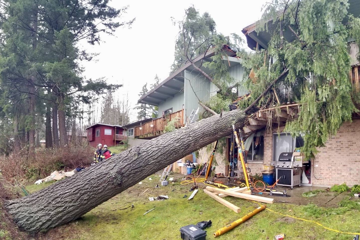 Storm-torn tree crashes into apartment building, injuring man