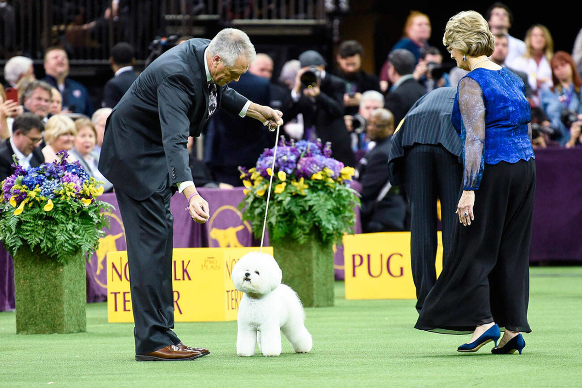 Kent woman to be judge at Westminster Kennel Club Dog Show Kent Reporter