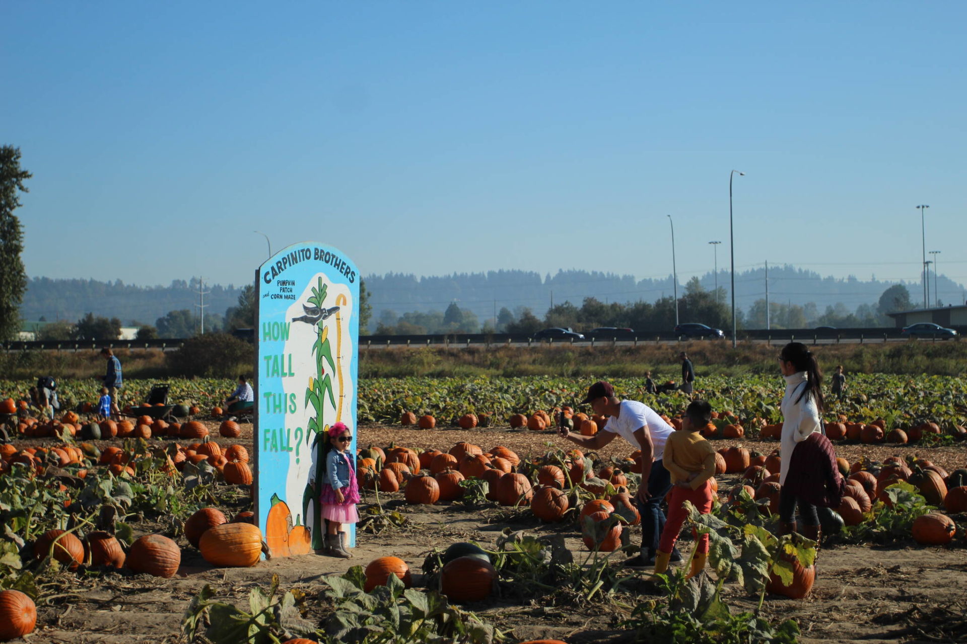 On the hunt for the perfect pumpkin at Carpinito Brothers Farm Kent