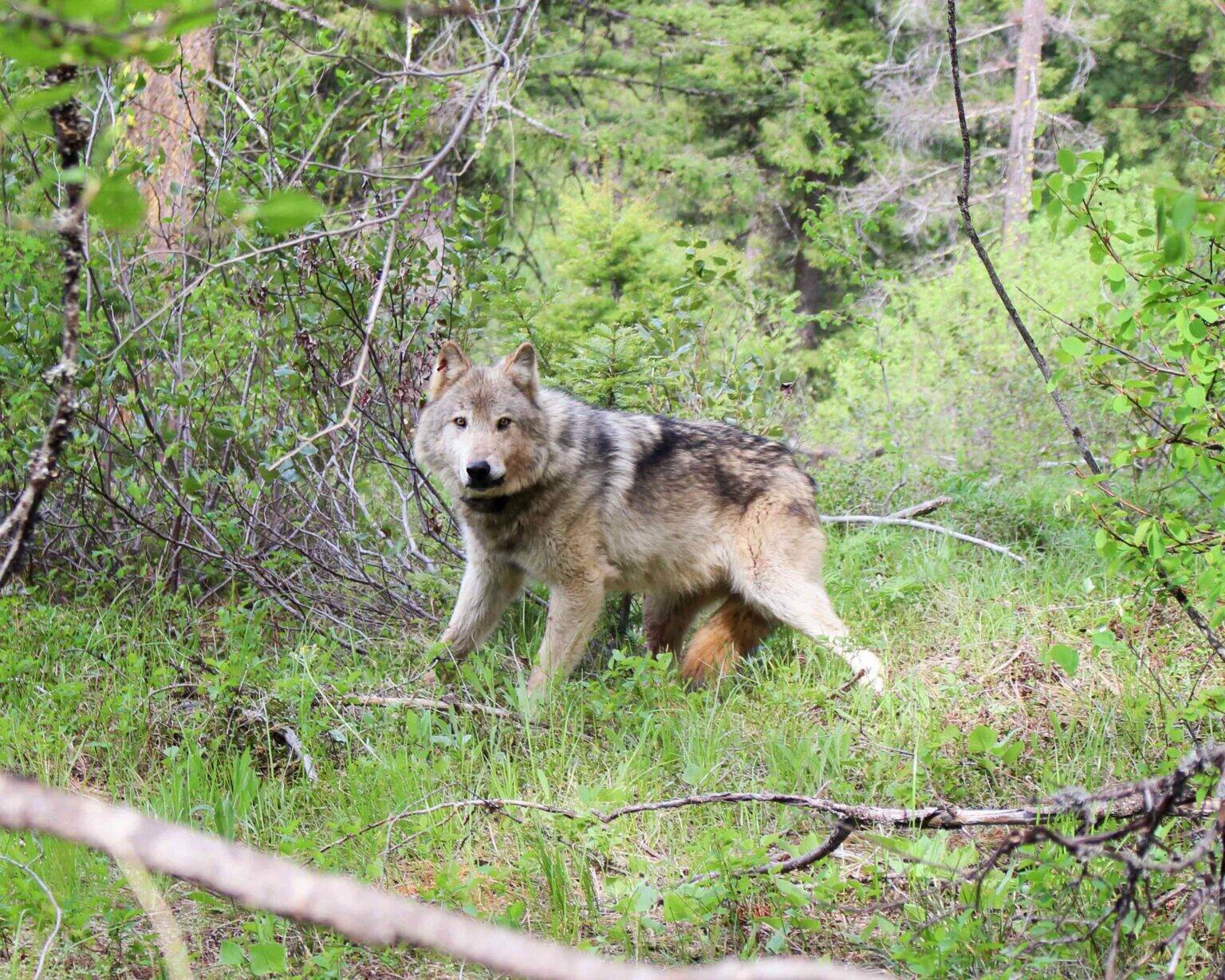 A gray wolf. Washington Department of Fish and Wildlife