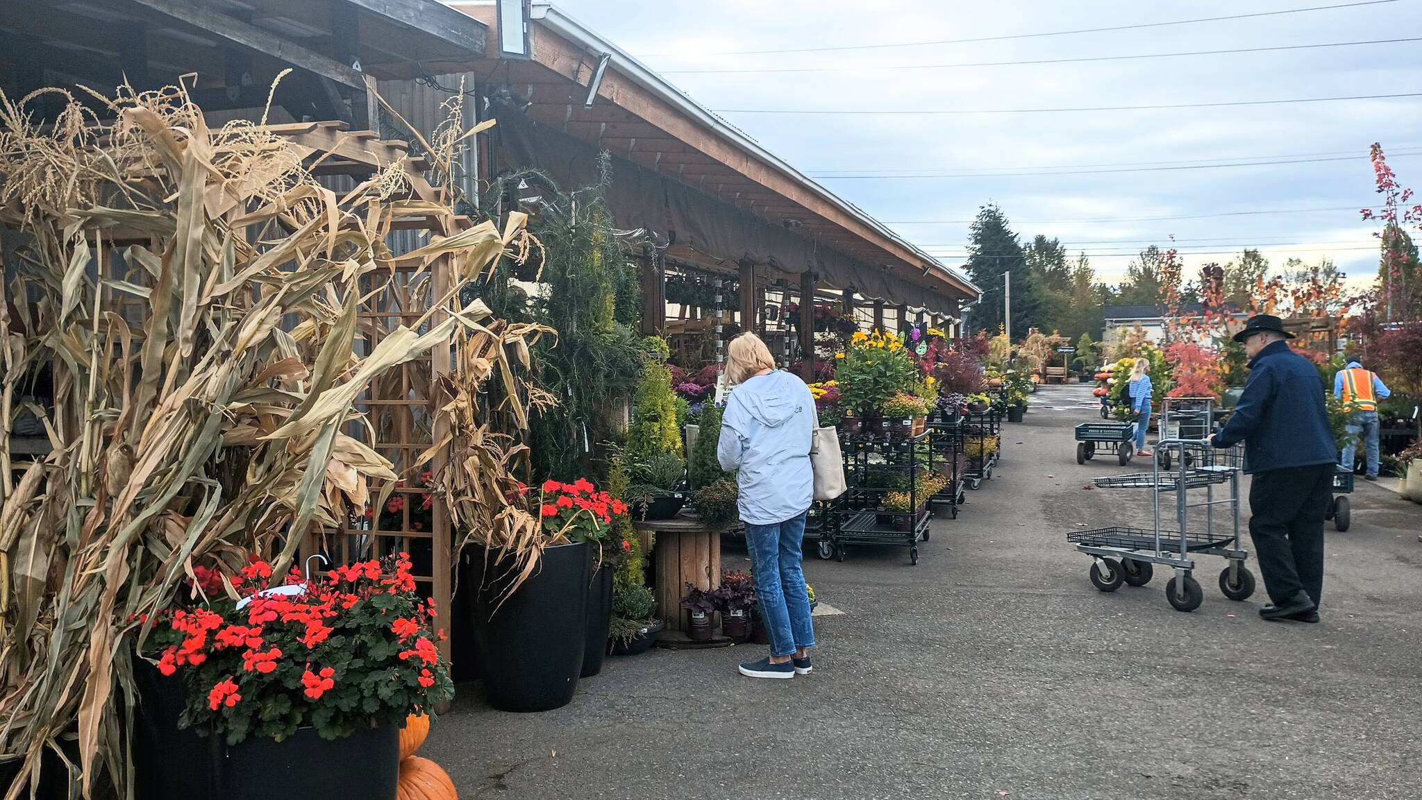 Kent East Hill Nursery customers arrive early to get the best plants for fall. Photo by Bailey Jo Josie/Sound Publishing.