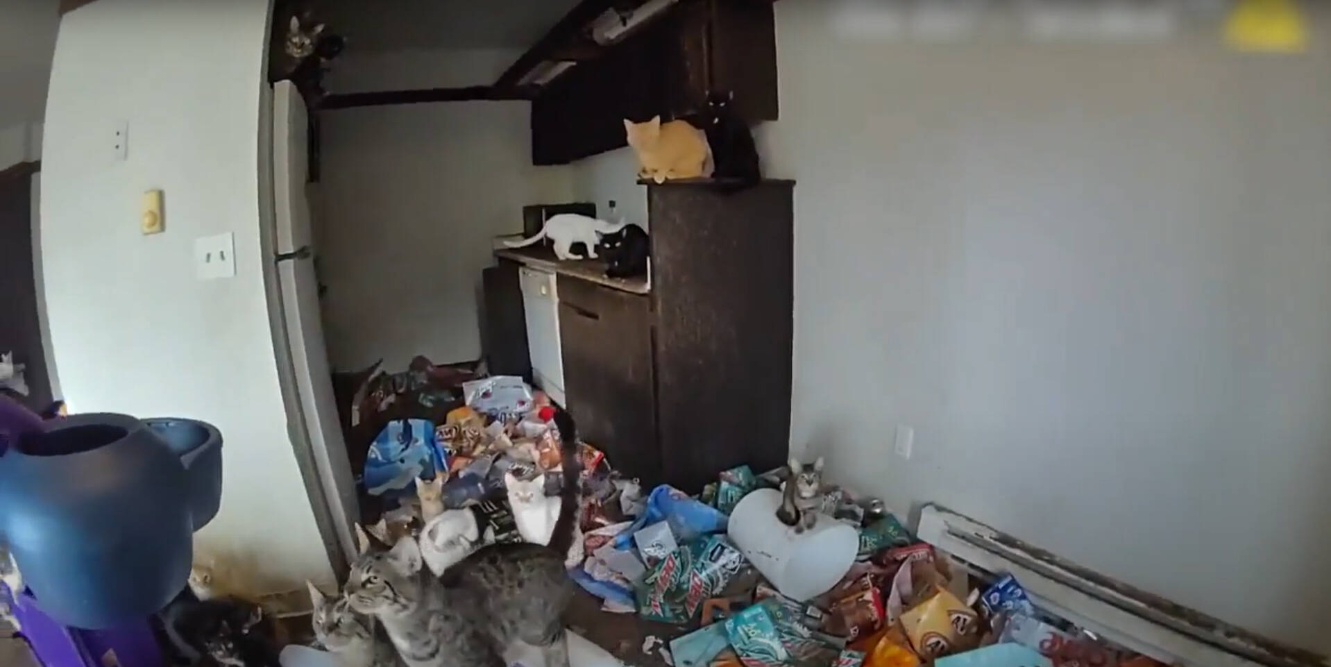 Screenshot of cats inside the apartment from the Federal Way Animal Control body cam footage. Courtesy photo