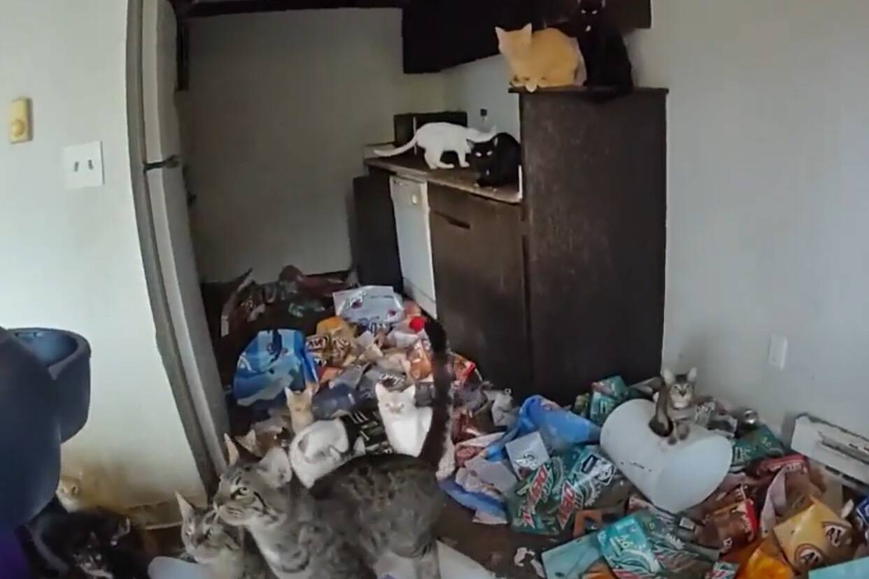 Screenshot of cats inside the apartment from the Federal Way Animal Control body cam footage. Courtesy photo