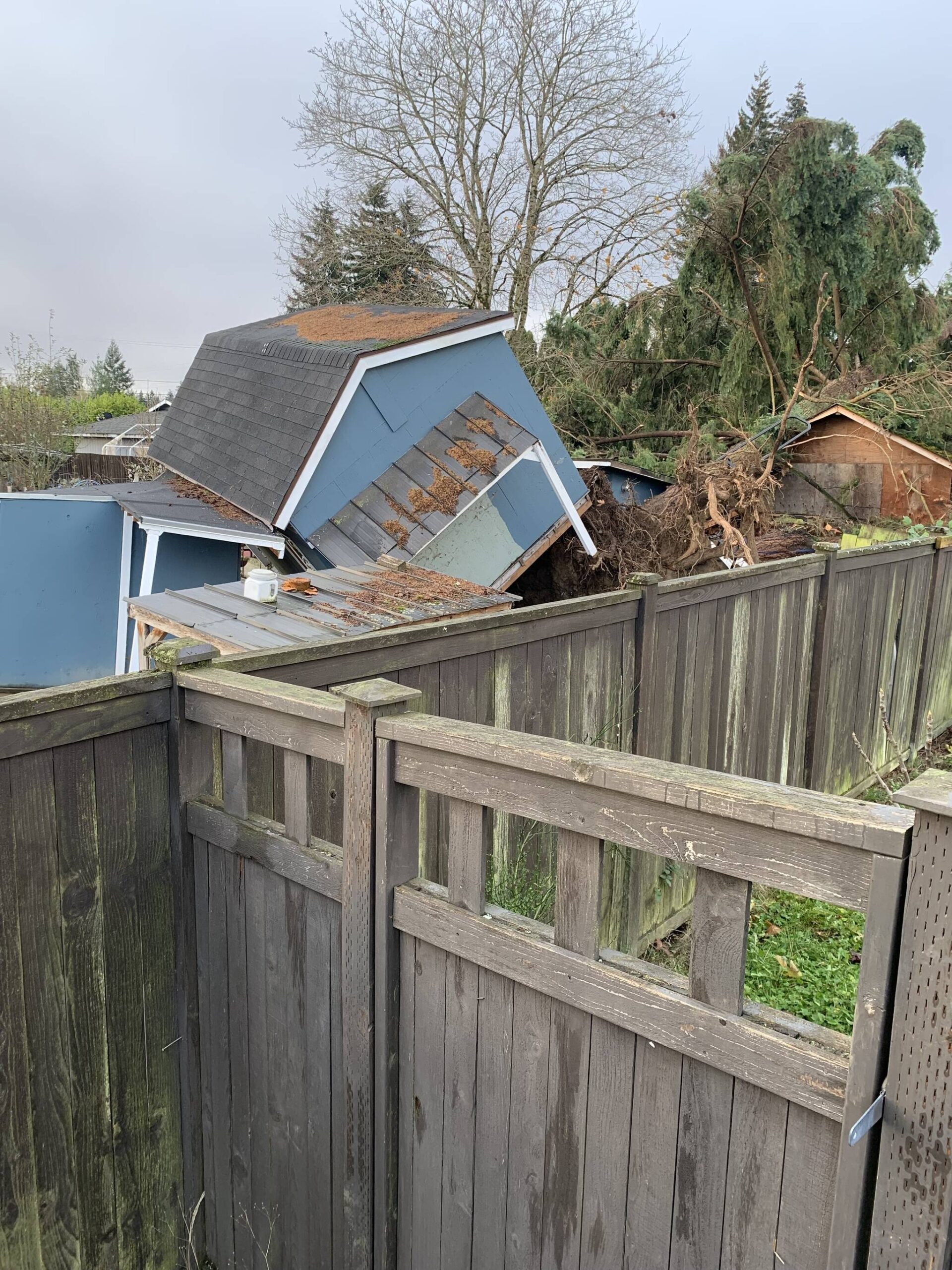 An uprooted tree in the Nov. 19 “bomb cyclone” resulted in damage to a Renton residence. (Courtesy photo)