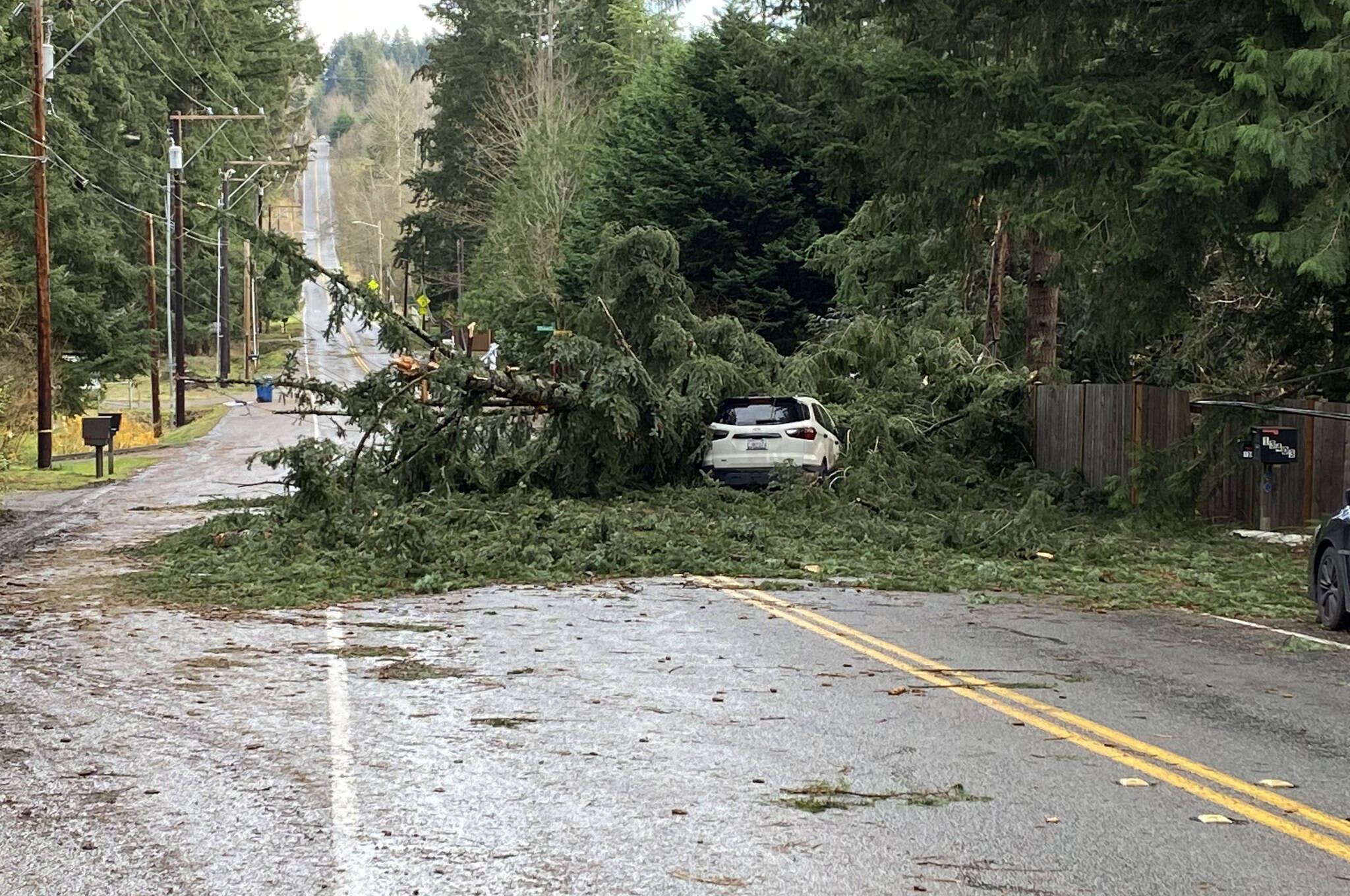 Fallen trees across Kent and King County from the Nov. 19-20 windstorm knocked out power for thousands of Puget Sound Energy customers and has caused the Kent School District to close schools three consecutive days. COURTESY PHOTO, City of Kent