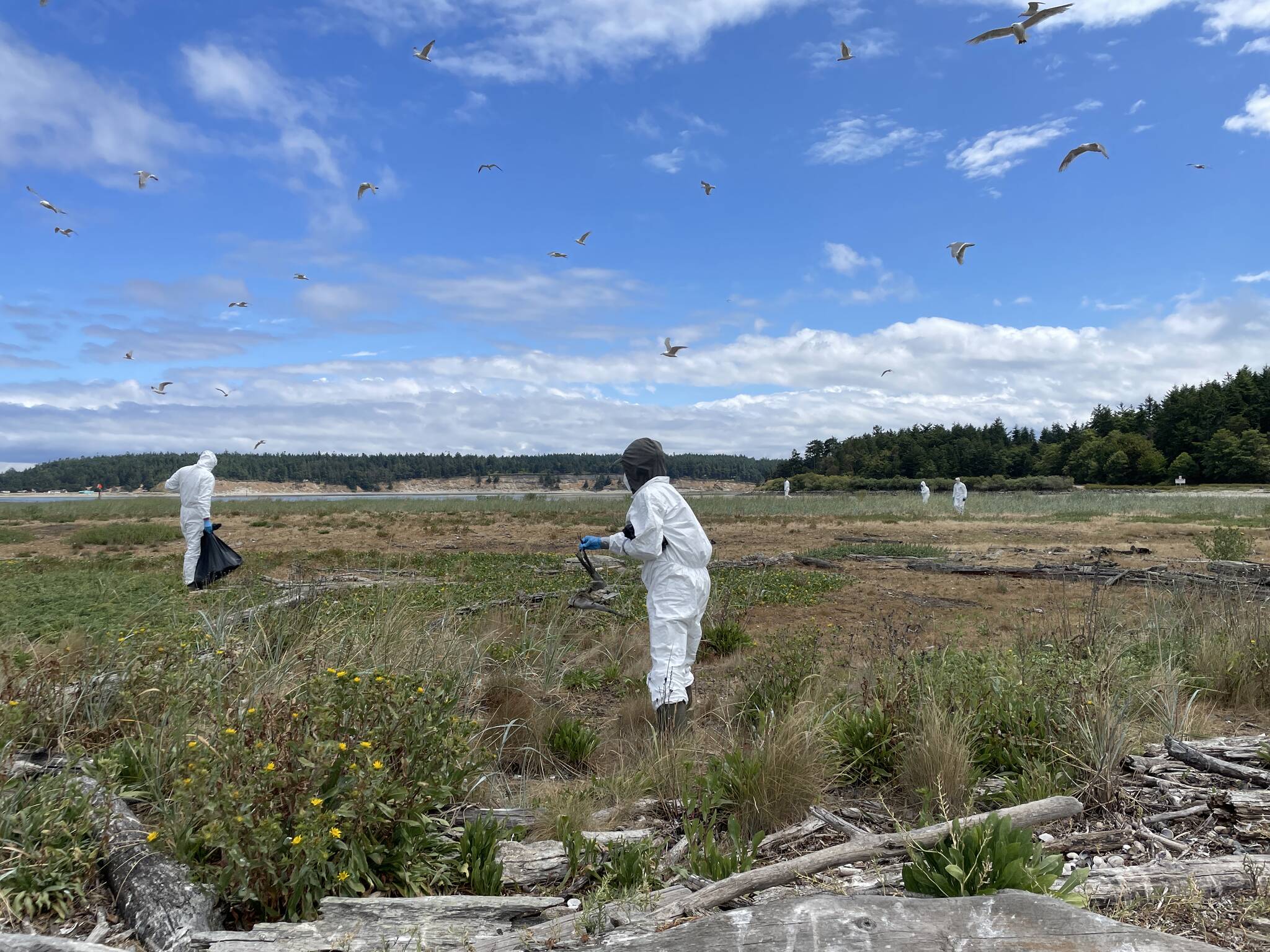 Photo courtesy of Katherine Haman
Washington Department of Fish and Wildlife staff clean up Caspian tern carcasses during the bird flu outbreak on Rat Island in Jefferson County, 2023.